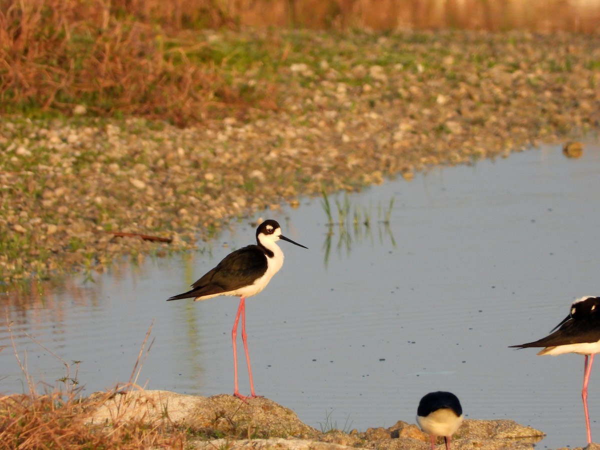 Black-necked Stilt - ML558307321