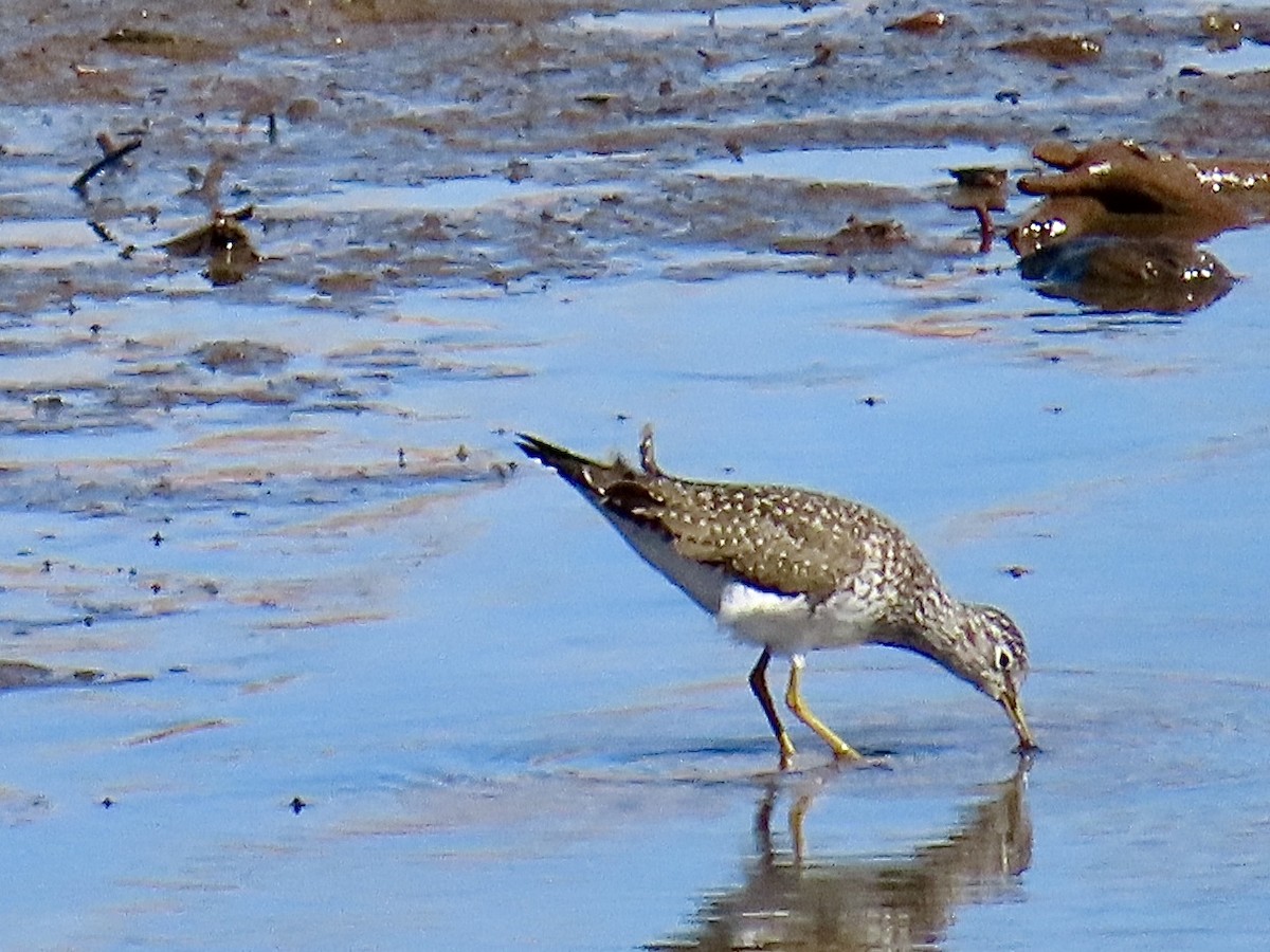 Solitary Sandpiper - ML558307351