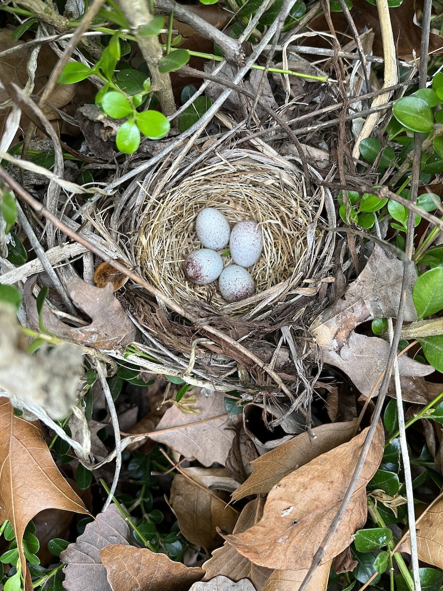 Eastern Towhee - Carolyn Stutzman