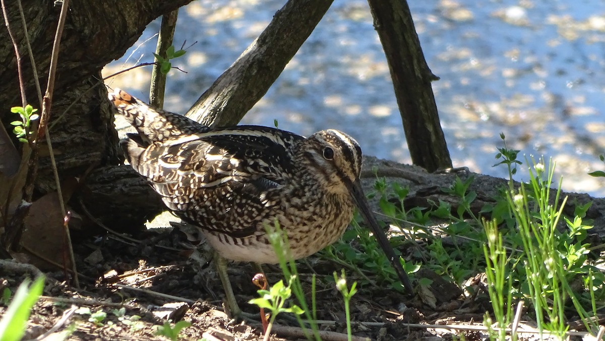 Wilson's Snipe - ML558308051