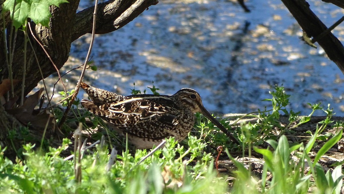 Wilson's Snipe - ML558308061