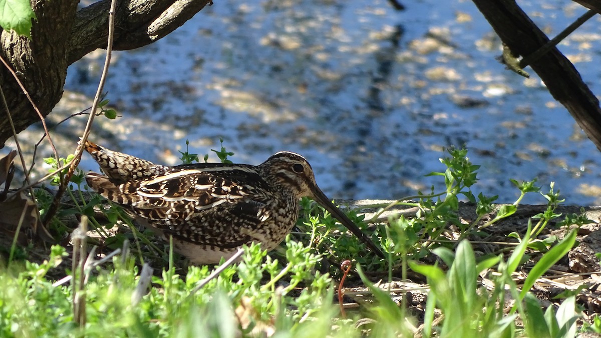 Wilson's Snipe - Amy Simmons