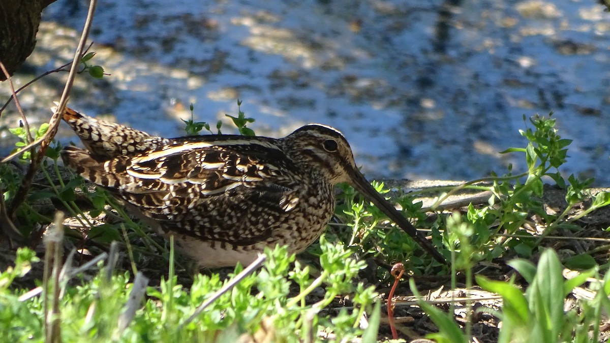 Wilson's Snipe - ML558308081