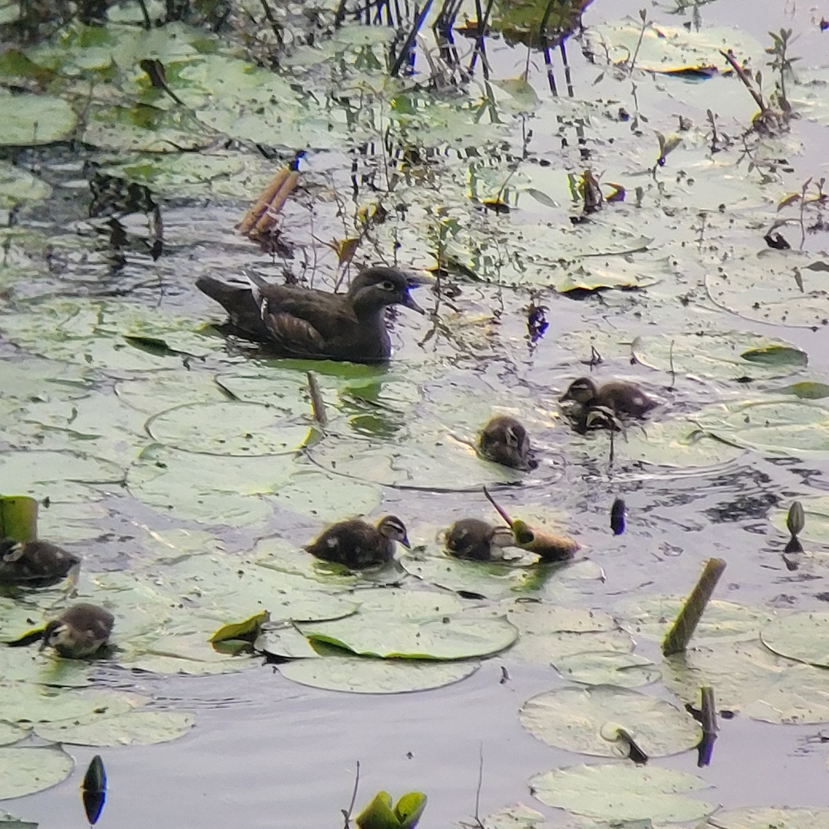 Wood Duck - ML558309421