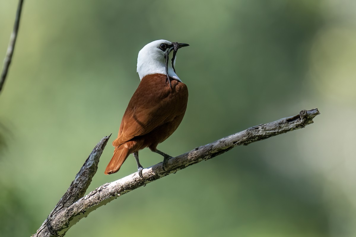 Three-wattled Bellbird - ML558311661