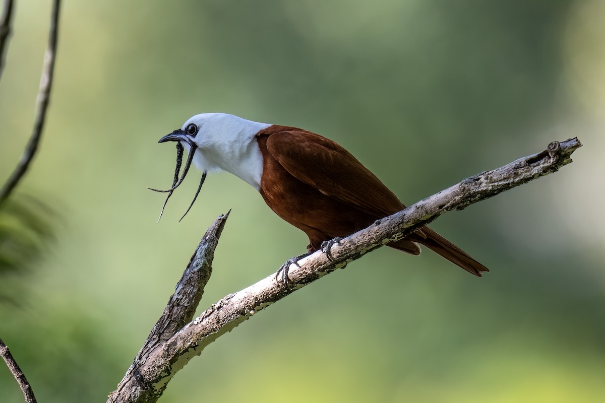 Three-wattled Bellbird - ML558311671