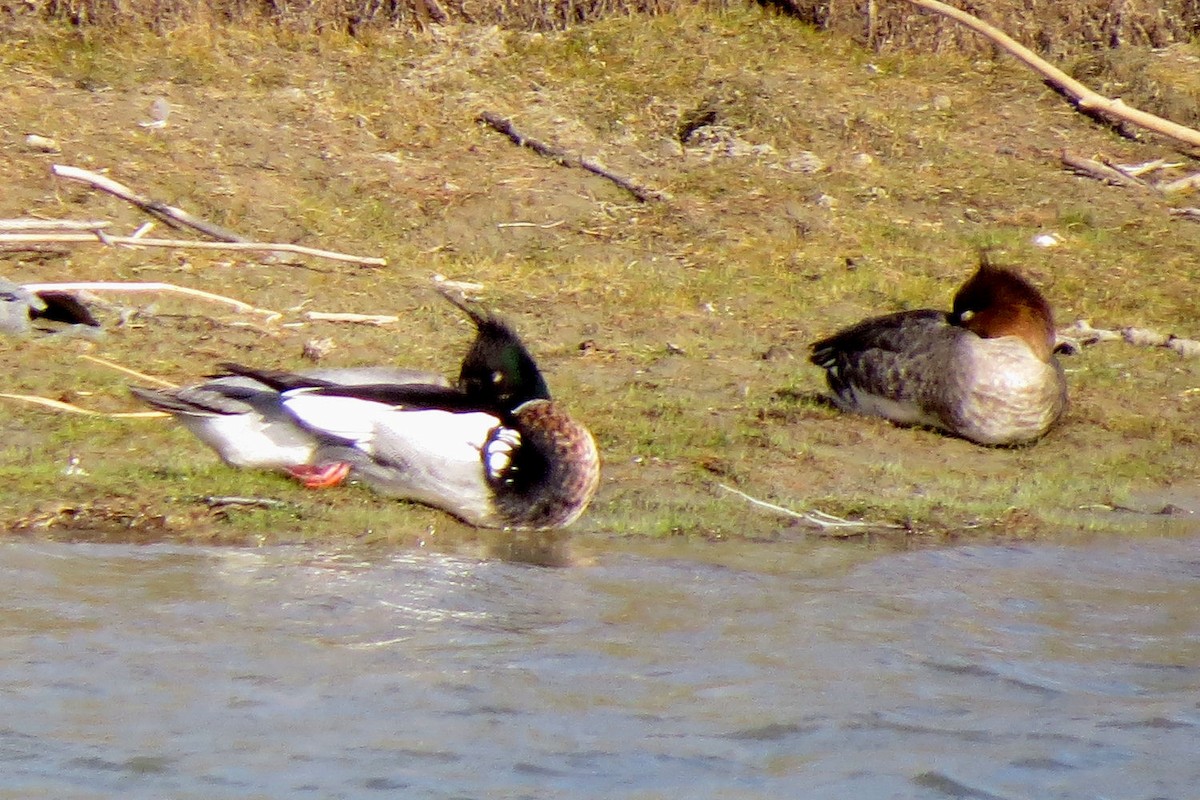 Red-breasted Merganser - Gordon Robertson