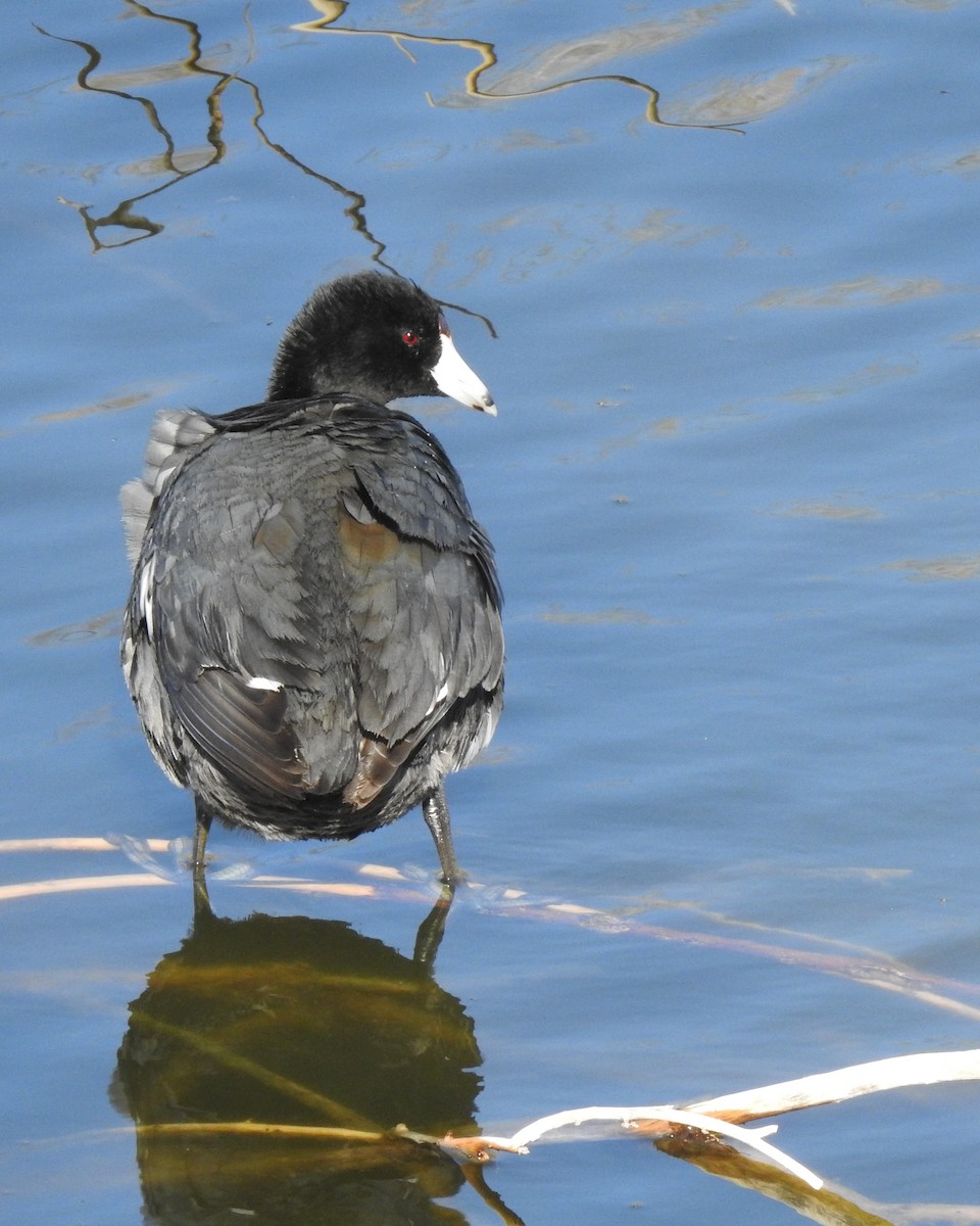 American Coot - ML558312401