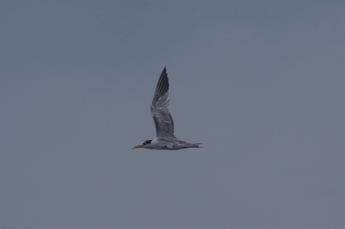 Lesser Crested Tern - ML558313331