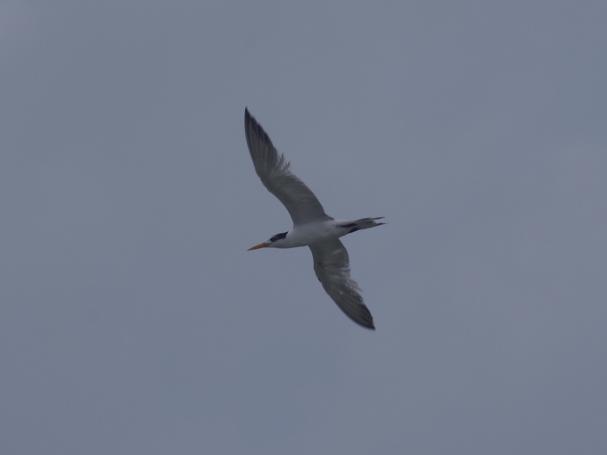 Lesser Crested Tern - ML558313341