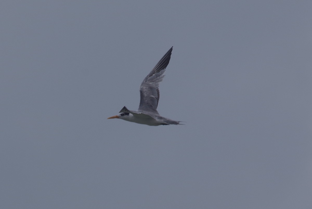 Lesser Crested Tern - ML558313351