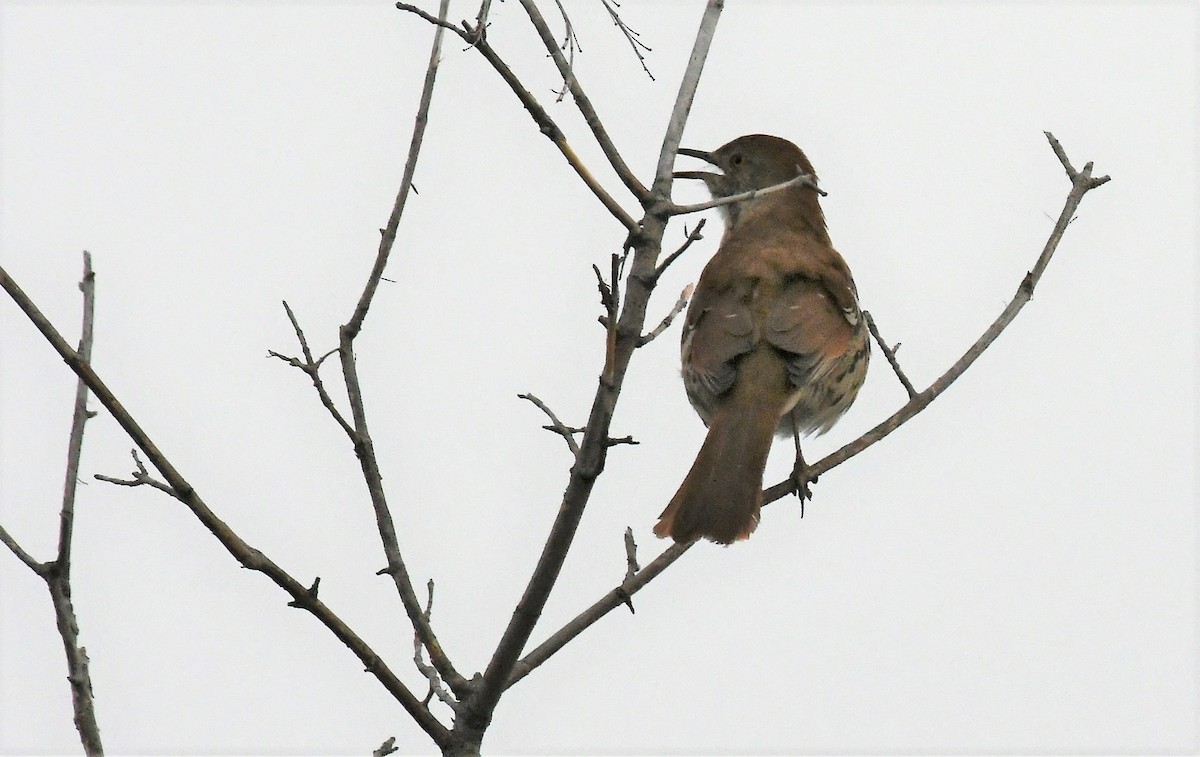 Brown Thrasher - ML558313581