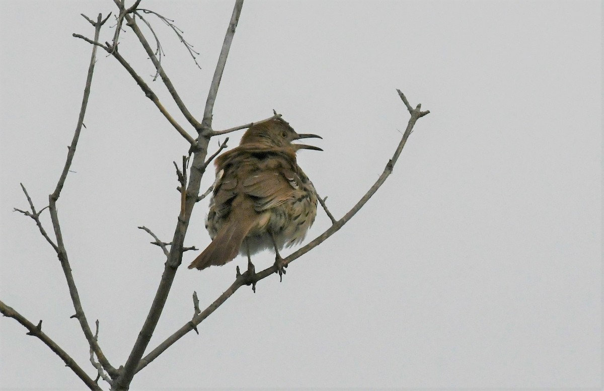 Brown Thrasher - ML558313591