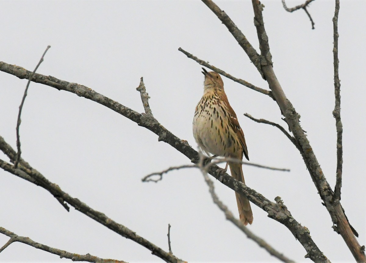 Brown Thrasher - ML558313601