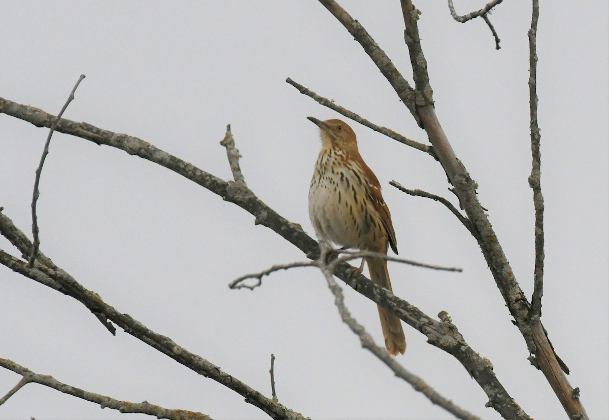 Brown Thrasher - ML558313611