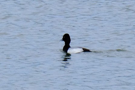 Lesser Scaup - ML558313821