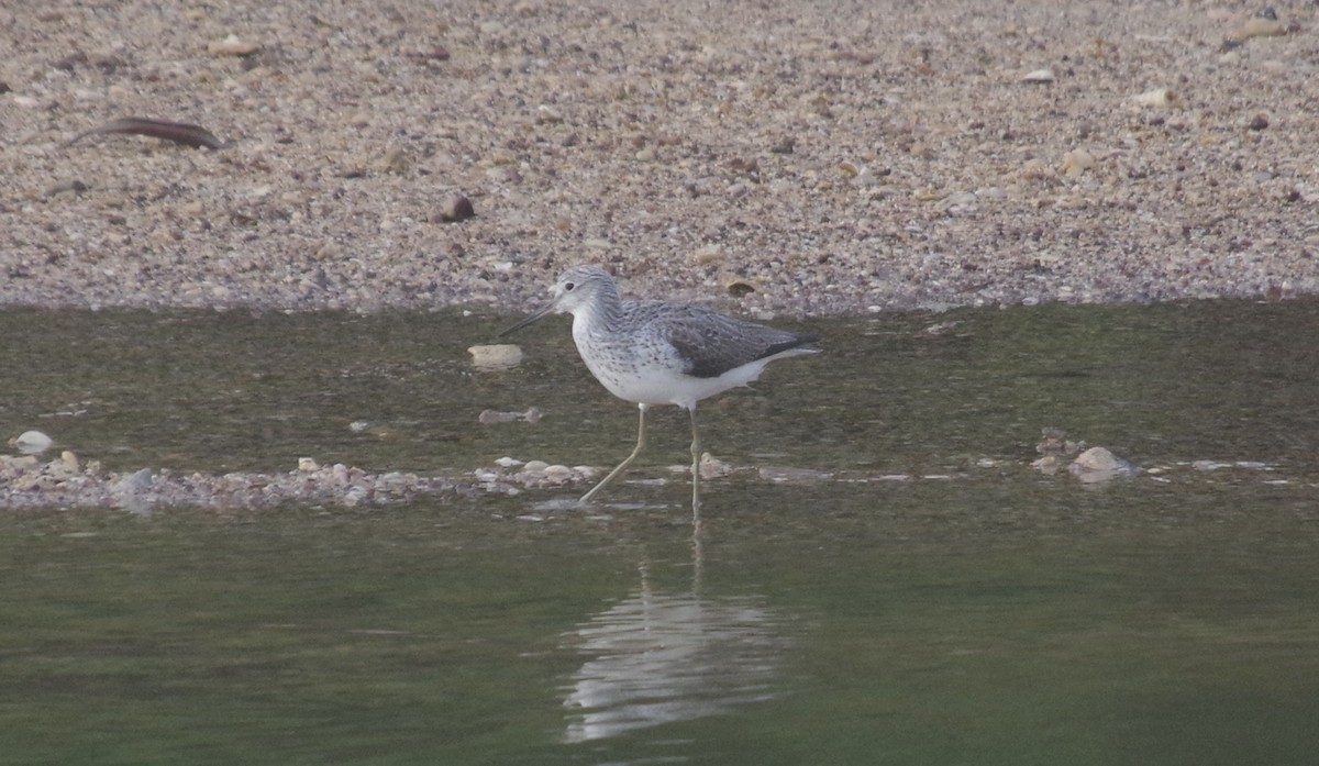 Common Greenshank - ML558313841