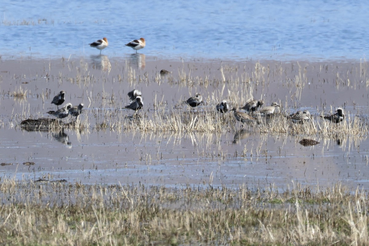 Black-bellied Plover - ML558314911