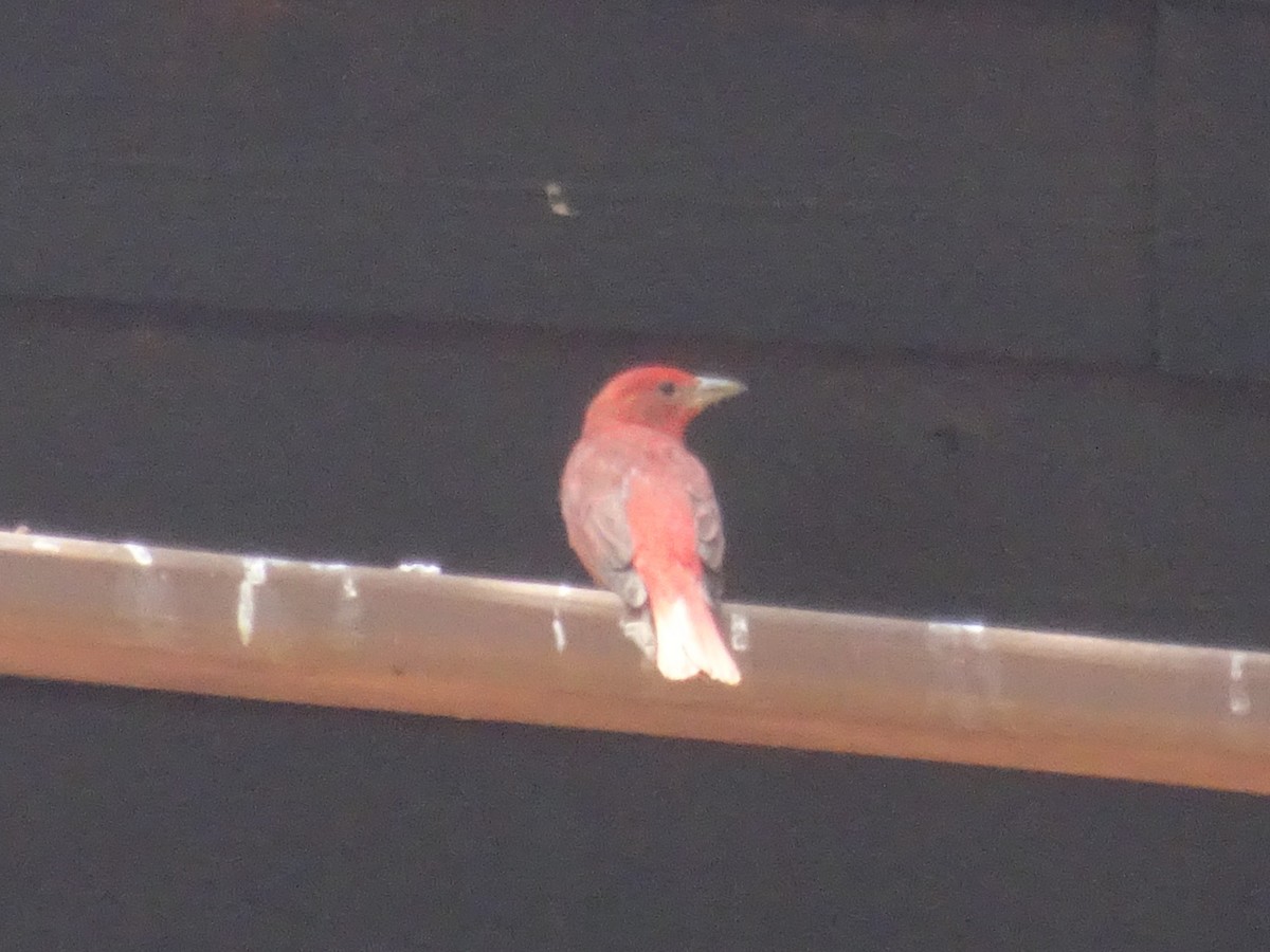 Hepatic Tanager - ML558315201