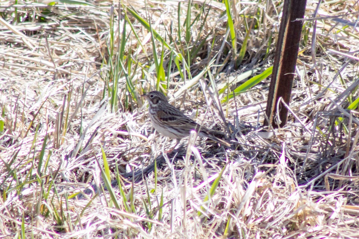 Vesper Sparrow - ML558315311