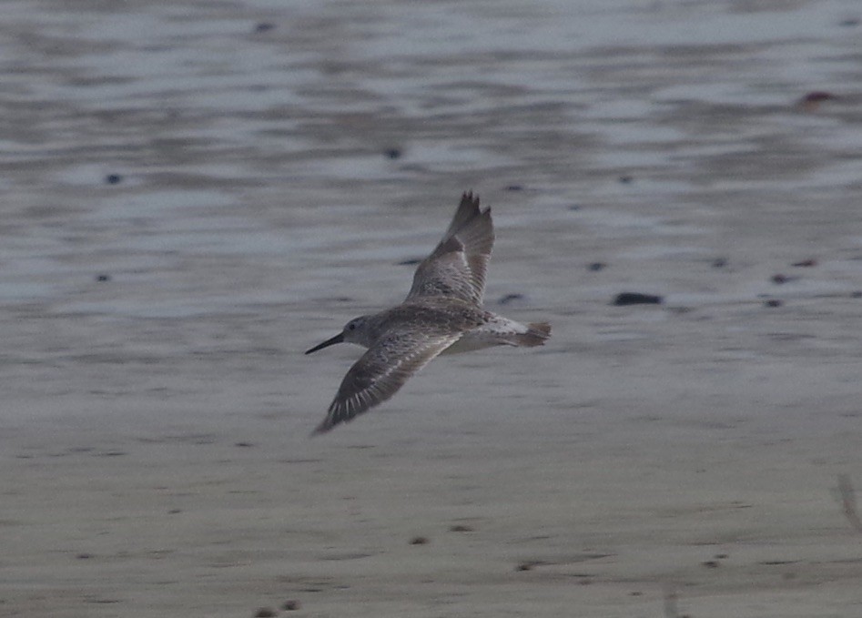 Great Knot - ML558315581