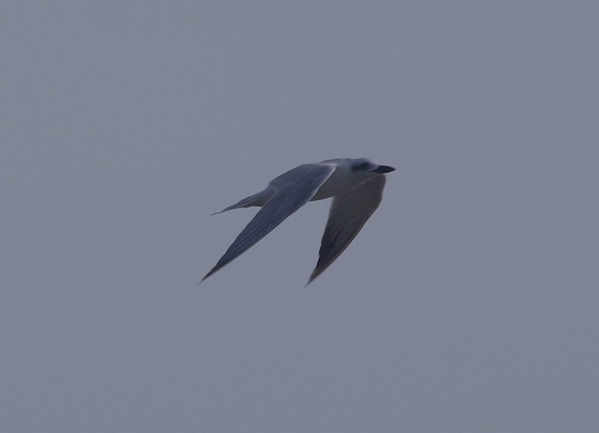 Australian Tern - ML558316231