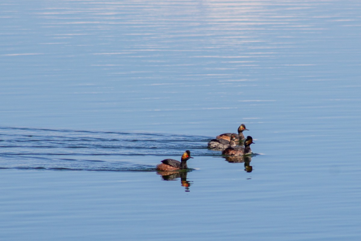 Eared Grebe - David Pluth