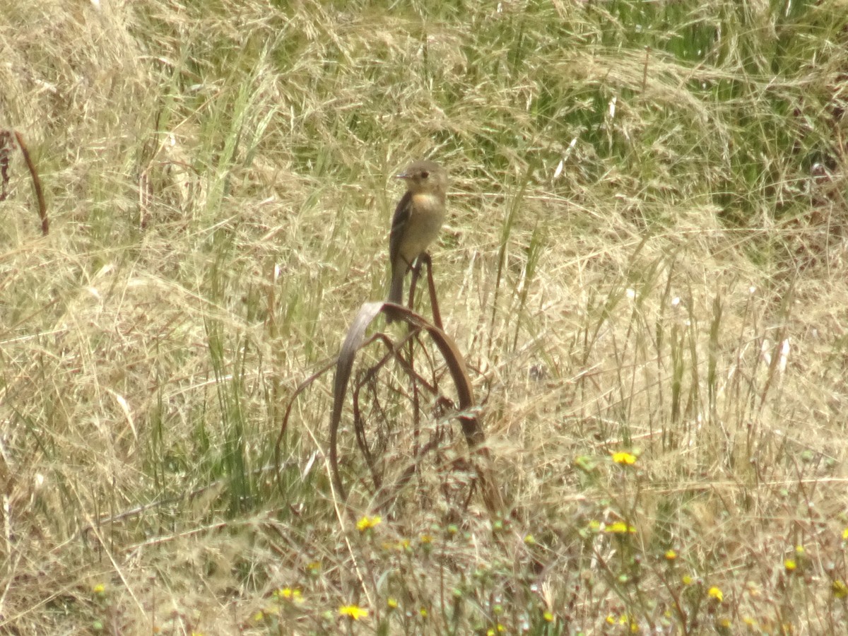 Buff-breasted Flycatcher - ML558316331
