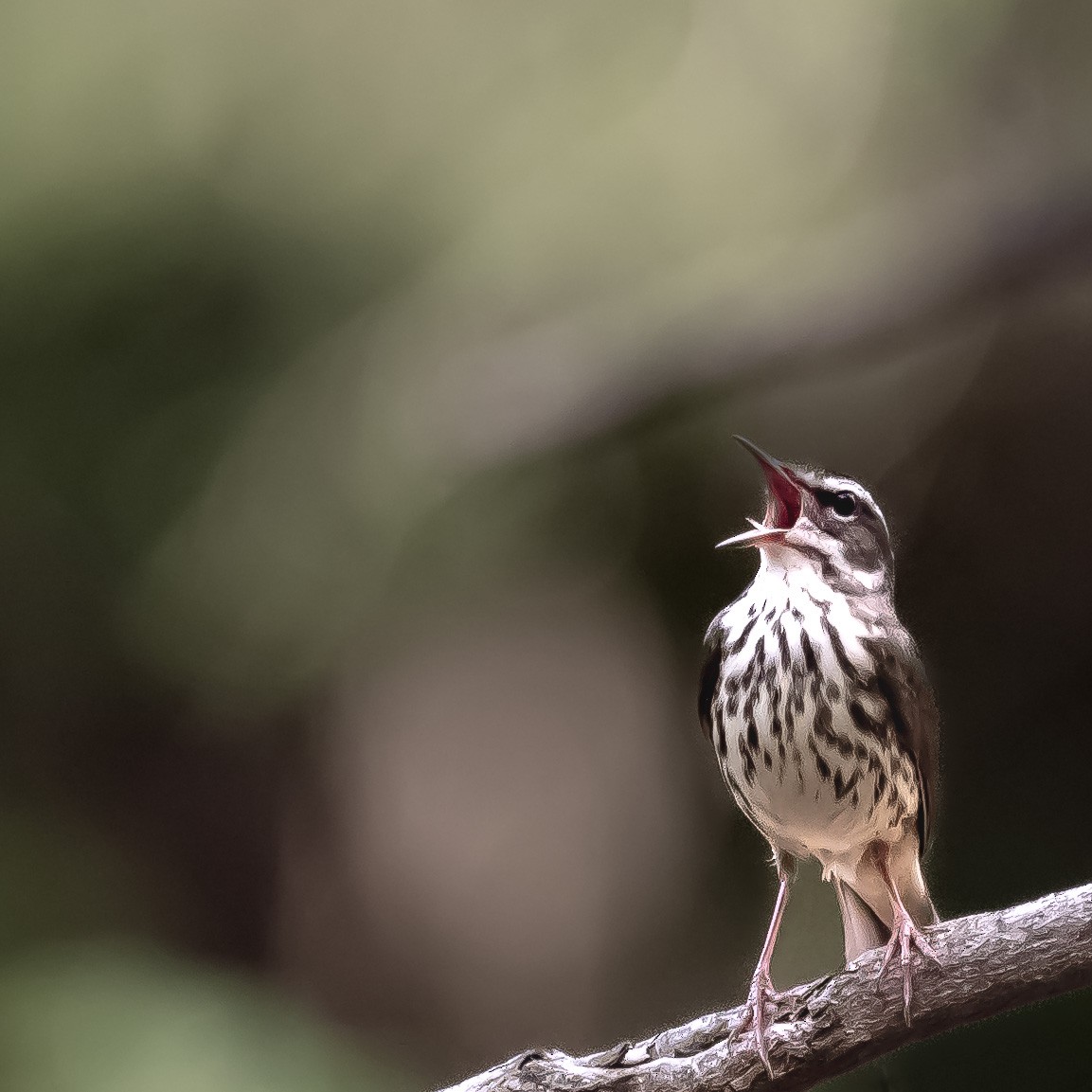 Louisiana Waterthrush - Donald Dixon