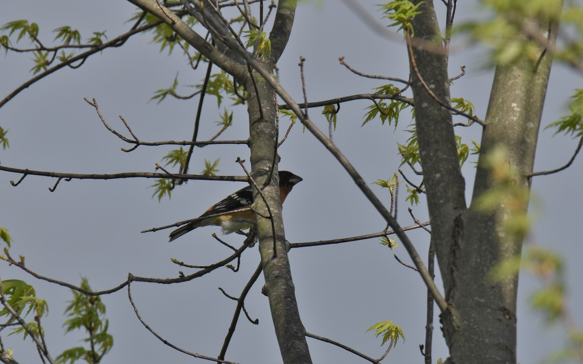 eBird Checklist - 15 Apr 2023 - BHGR Stakeout 2023 - 21 species