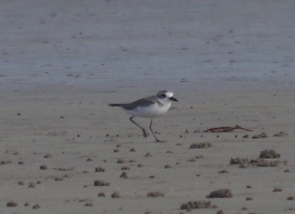 Greater Sand-Plover - Max Weatherall