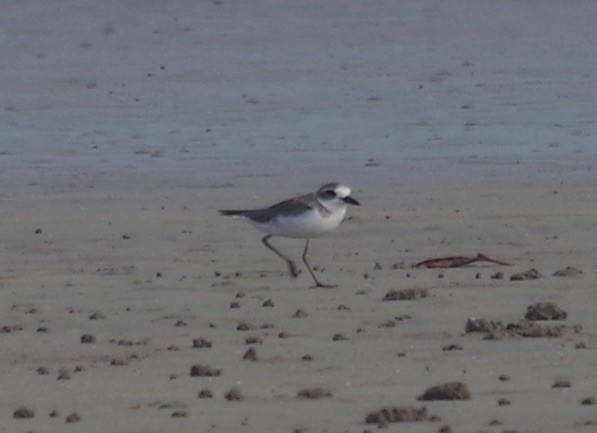 Greater Sand-Plover - ML558316661