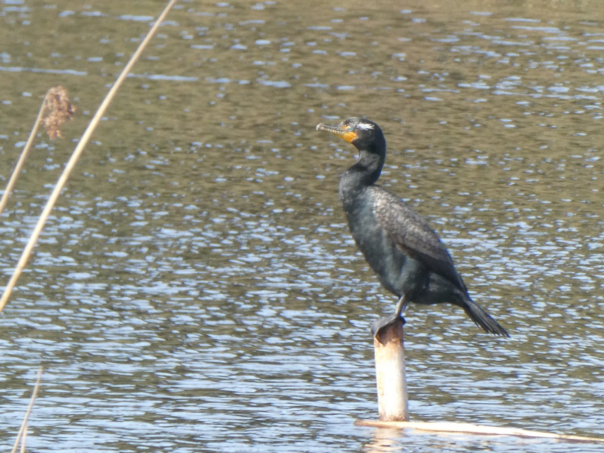 Double-crested Cormorant - ML558316891