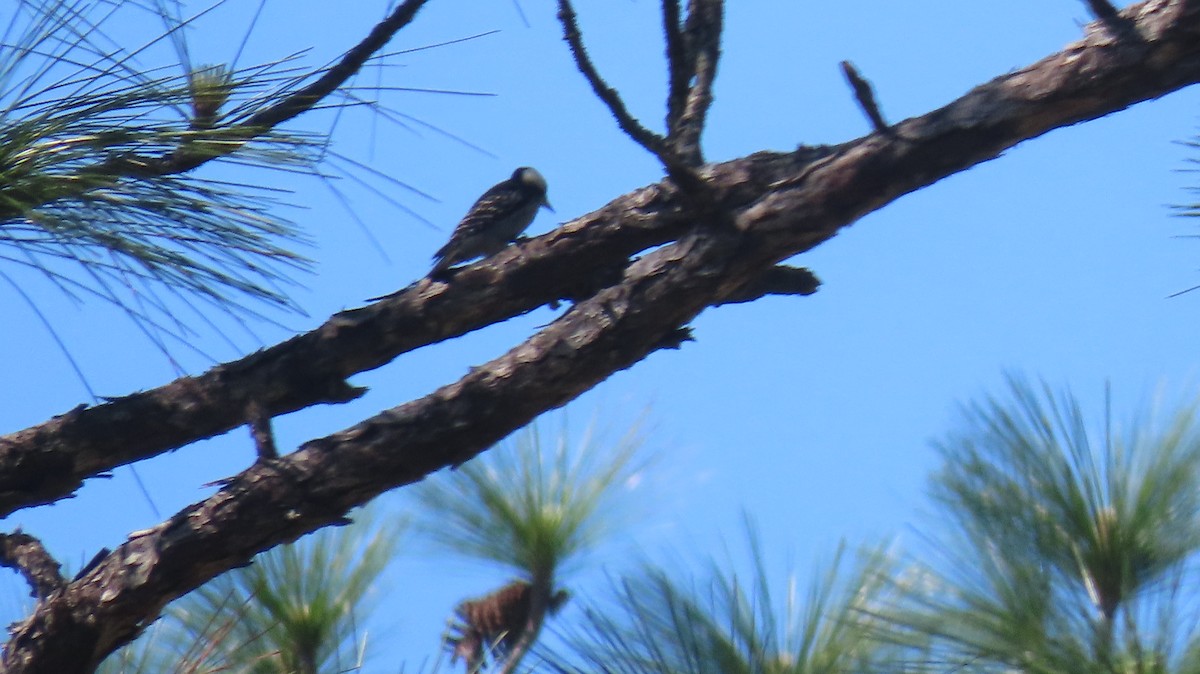 Red-cockaded Woodpecker - ML558317381