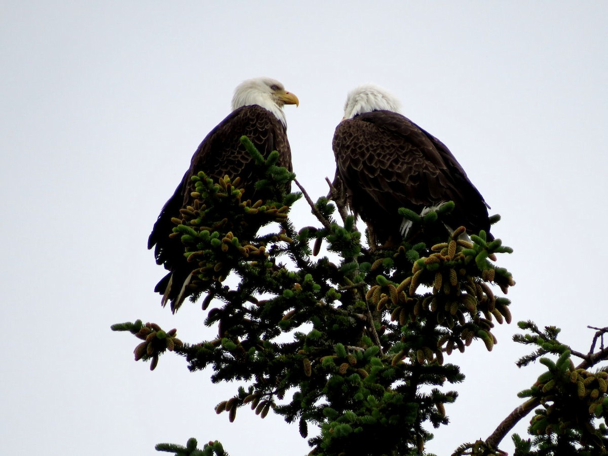 Bald Eagle - ML558318791