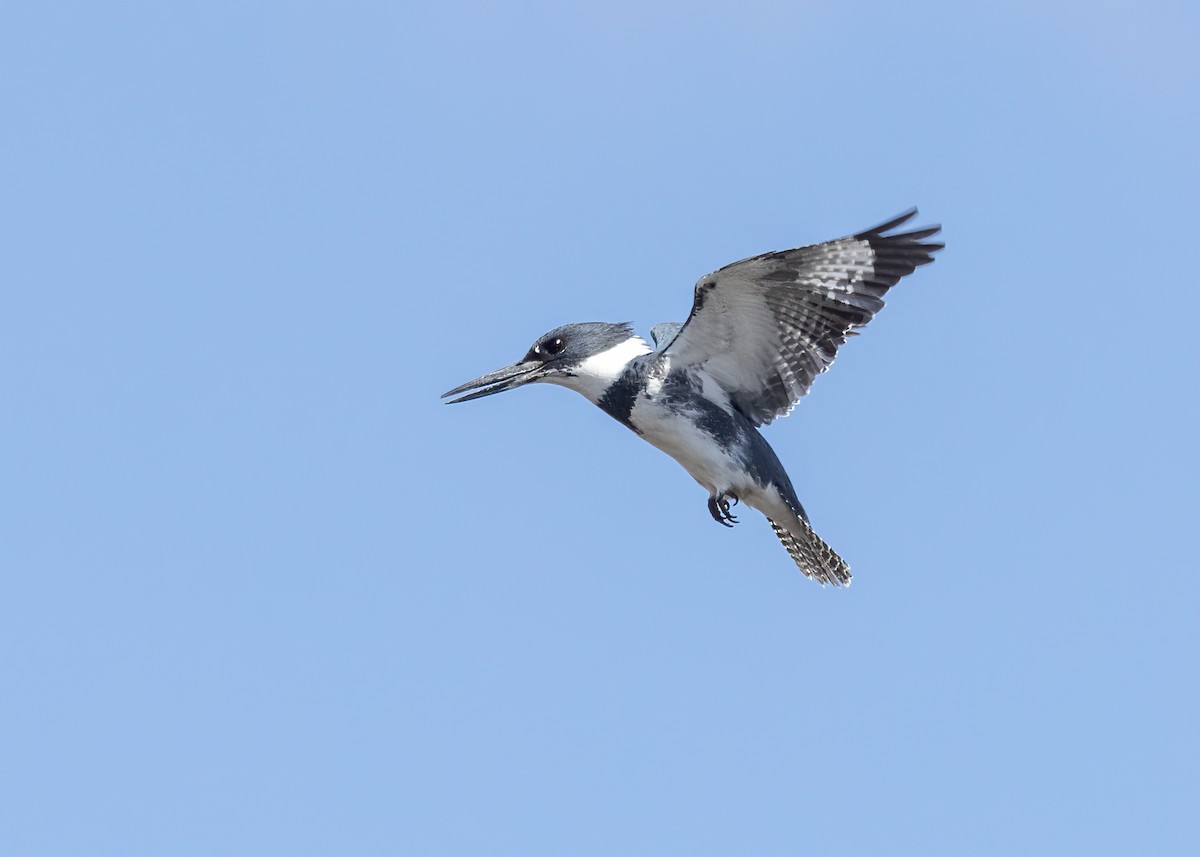 Belted Kingfisher - ML558319861