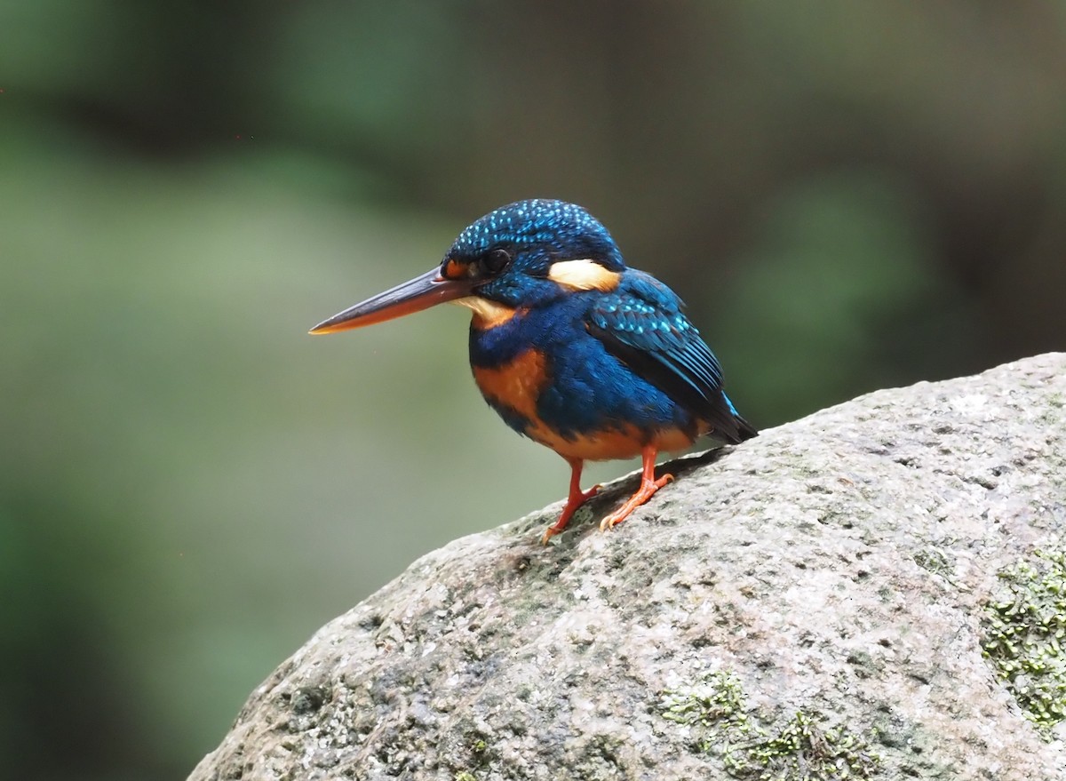 Indigo-banded Kingfisher (Northern) - Stephan Lorenz