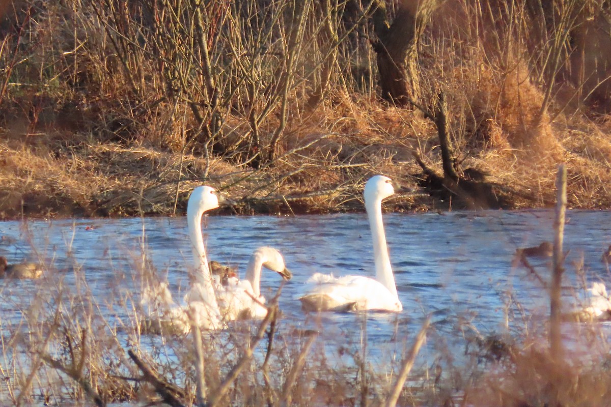 Tundra Swan - David Taylor