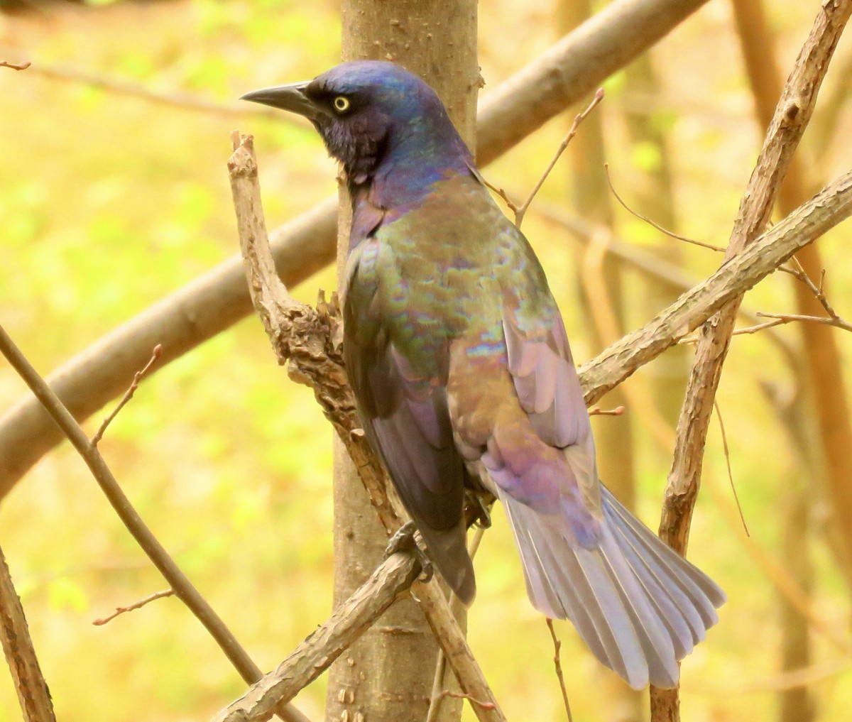 Common Grackle - Randy Bumbury