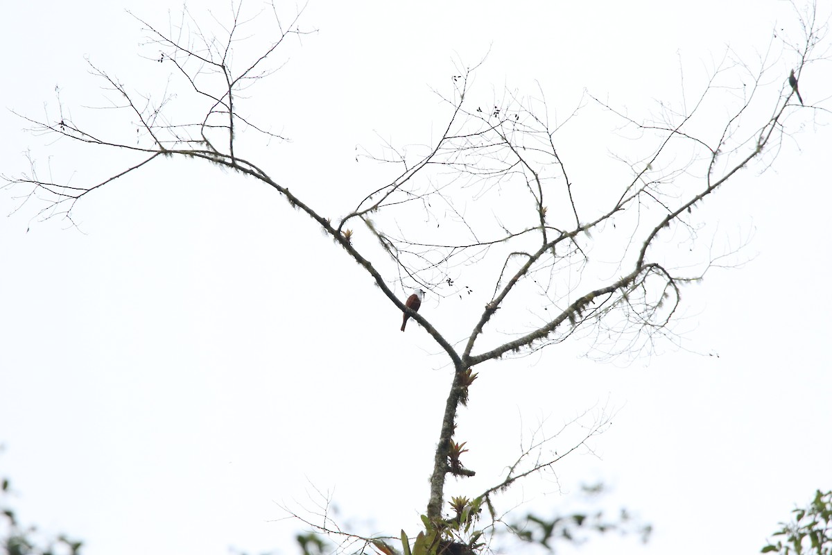 Three-wattled Bellbird - ML558321401