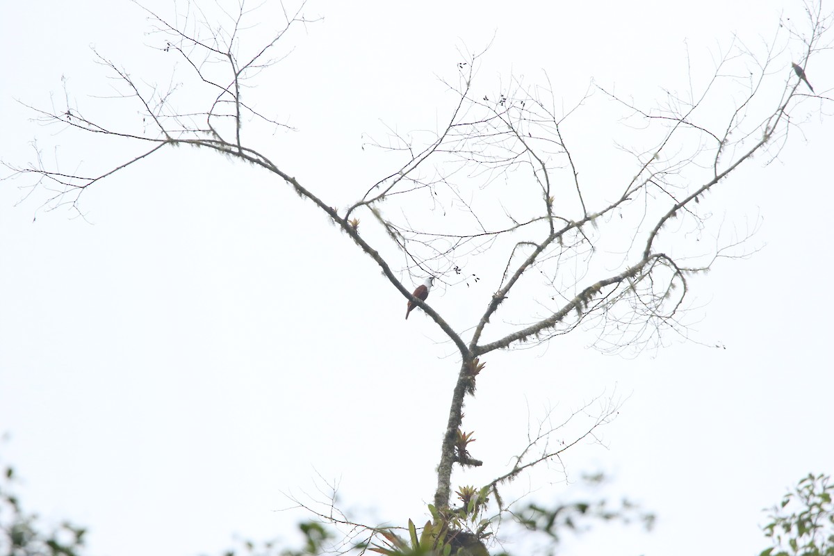 Three-wattled Bellbird - ML558321511