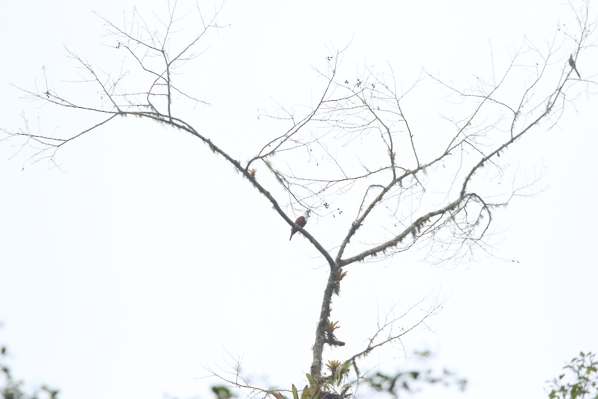 Three-wattled Bellbird - ML558321521