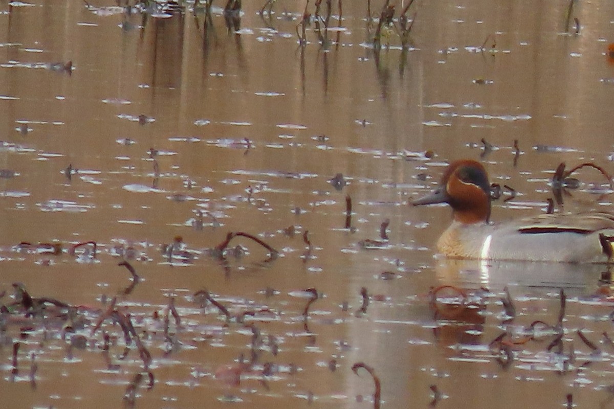 Green-winged Teal - ML558321571