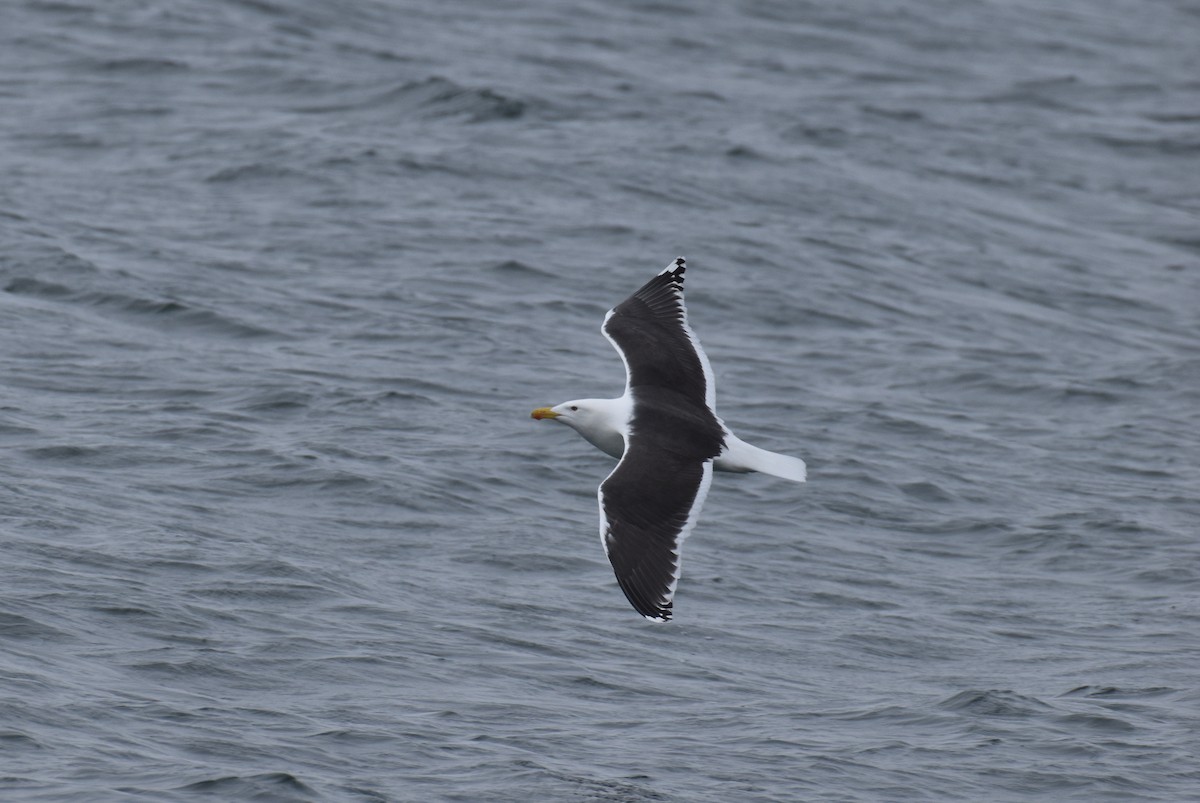 Great Black-backed Gull - Alton Spencer