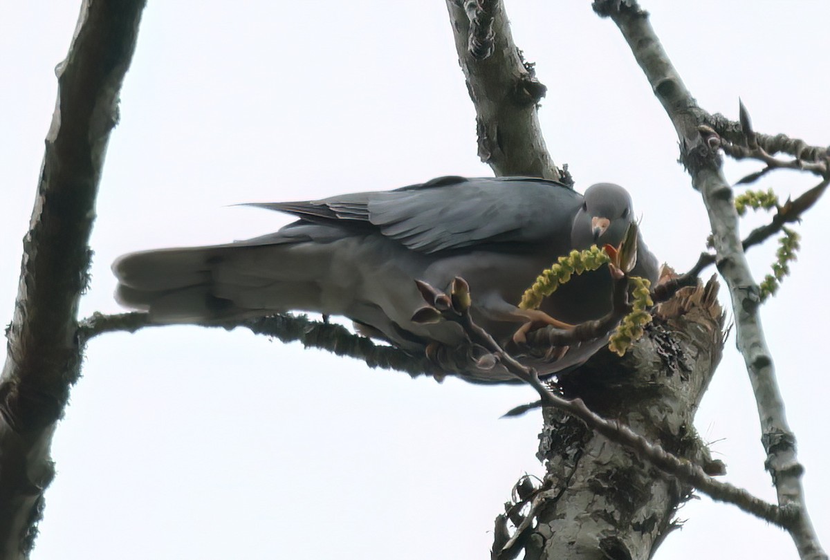 Band-tailed Pigeon - ML558322891