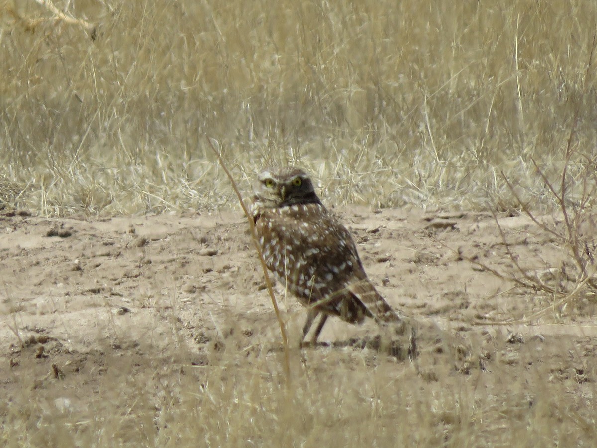 Burrowing Owl - ML558322911