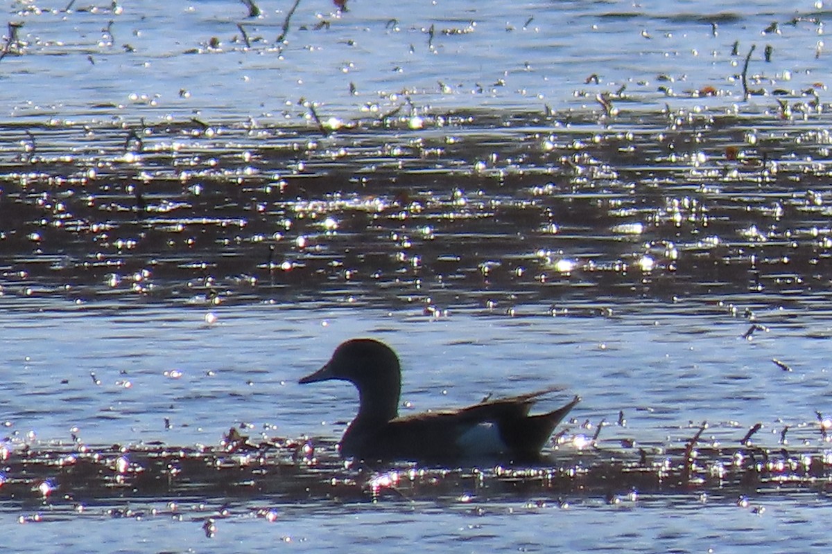 American Wigeon - ML558322981