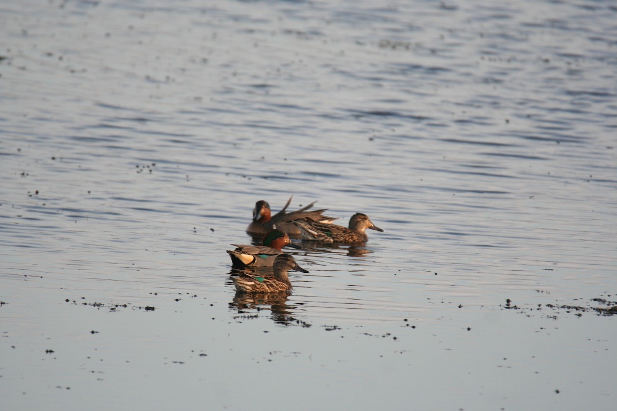 Green-winged Teal - ML558323871