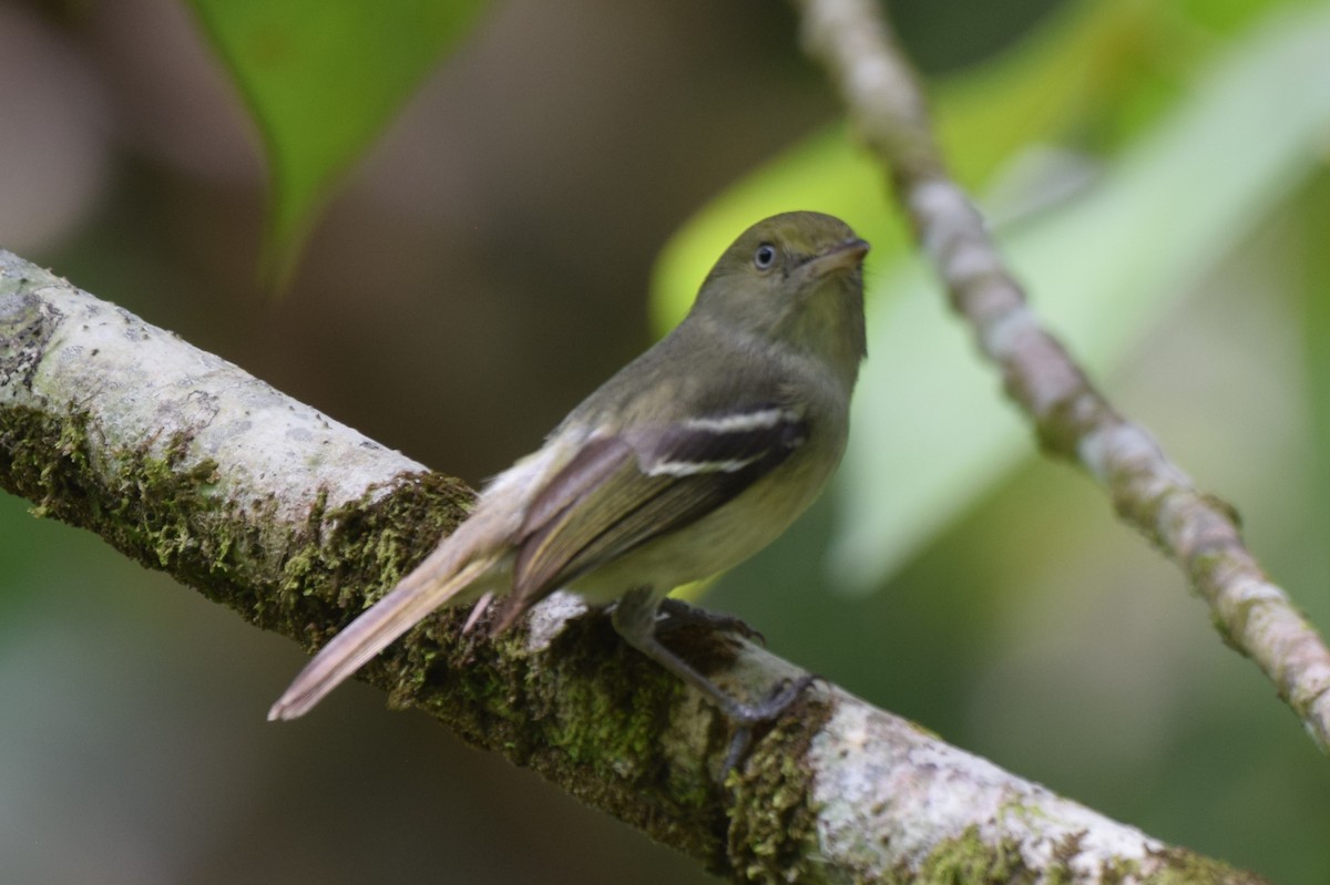 Jamaican Vireo - Ryan Bakelaar