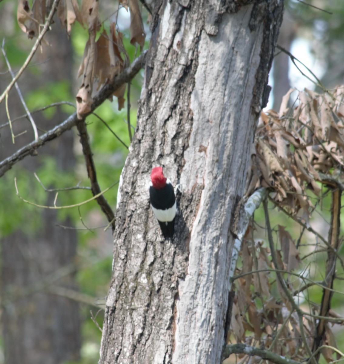 Red-headed Woodpecker - Xina Jones